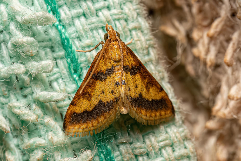 Why Do Moths Eat Clothes: Exploring the Causes of Clothing Moth Infestations and How to Prevent Them